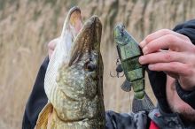 Fox Rage Gumová Nástraha Replicant Jointed Super Natural Tench (5)