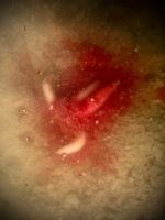 LK Baits Booster Predator Powdered 120 ml (5)