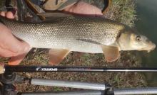 Sportex Prut Xclusive Medium Light Feeder 3,6 m 120 g (9)