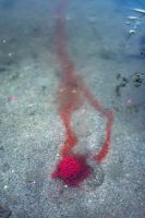 Chytil Boilies Pandemia 24 mm 100 g (4)