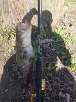 Sportex Prut Jolokia Pilk Black Edition 2,7 m 190-400 g (4)