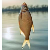 PGCZ Nástěnný Rybářský Kalendář 2026 32x45 cm (13)