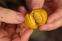 Nikl Pasta Ready Corn 150 g (4)