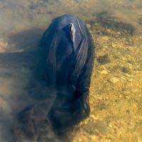 Nash Náhradní Síťka Air Force Landing Net Mesh 46" Shallow Nash Náhradní Síťka Air Force Landing Net Mesh 46" Shallow