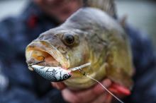 Salmo Wobler Hornet Floating Holographic Grey Shiner (11)