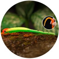 Redbass Smáček Big Snake Fluo/Green RH UV COLOR - 20 cm 24,5 g