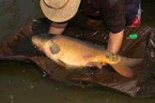 Nikl - Multifunkční podložka pod kapry (4)