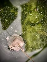 LK Baits CUC Speciál Carp Jeseter CheeseFish 100 g (4)