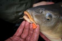 Benzar Mix Pro Corn Wafters 14 mm 60 ml (1)