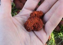 Starbaits Boilie RS1 (6)