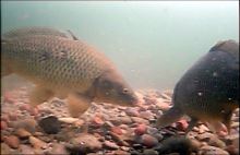 Vexilar Podvodná kamera WiFi (3)