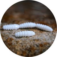 RedBass Gumová Nástraha Trout Grub White