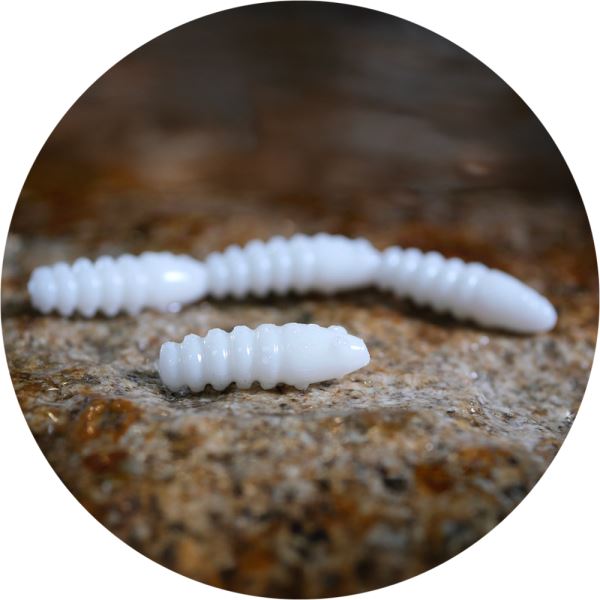 RedBass Gumová Nástraha Trout Grub White