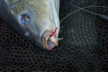 One More Cast Háčky Lock Hook Longshank Barbless 10 ks (7)