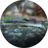 RedBass Gumová Nástraha Ripper Kicker Bass - XXL 200 mm 50 g