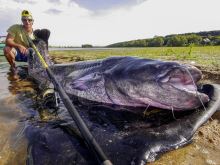 Black Cat Prut Passion G2 Bank 3 m 600 g (8)