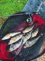 Fox Gumová Nástraha Mini Tiddler Mixed Colour Packs 4 ks (4)