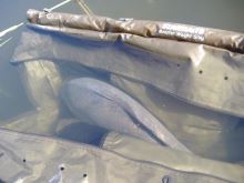 Starbaits Vážící Sak Monster Weight Sling (5)