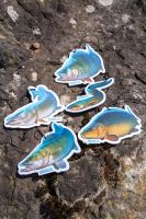 Zebco Vůně Do Auta Target Fish Air Freshener Eel Úhoř (2)