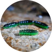 RedBass Gumová Nástraha Trout Grub Black/Green