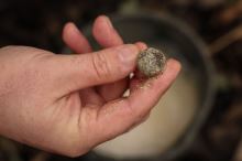 Nikl Boilie Economic Feed Rape Cloud (8)