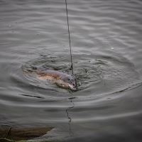 One More Cast Hotové Návazce Meta Terminal Tackle All-In-1 Rig Coated Braid Lead Clip 2 ks (8)