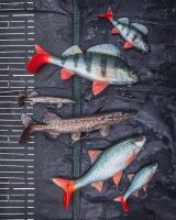 Fox Rage Gumová Nástraha Ultra Realistic Roach Replicant (9)