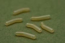 One More Cast Rovnátka Dazzlers Magoliner Inturn 10 ks (3)