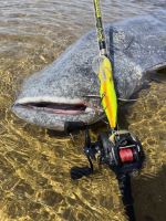 Black Cat Prut Perfect Passion Allstar Cast 2,2 m 30-130 g (8)