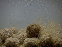 LK Baits Nutrigo Balanc Garlic Liver 200 ml (2)