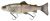 Savage Gear Gumová Nástraha 3D Line Thru Trout Clear Rainbow Trout