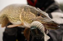 Fox Rage Gumová Nástraha Jointed Replicant Slick Scale (6)