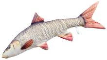 Gaby Plyšová Ryba Parma Obecná 80 cm Gaby Plyšová Ryba Parma Obecná 80 cm