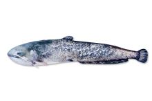 Gaby Plyšová Ryba Sumec 115 cm Gaby Plyšová Ryba Sumec 115 cm