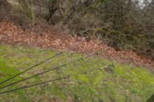 Korum Prut Allrounder Quiver 11 ft 1,25 lb 20-100 g (5)