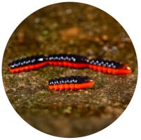 RedBass Gumová Nástraha Trout Grub Black/Signal Orange UV COLOR - 3x25 mm