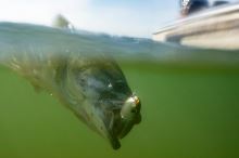 Berkley Wobler J-Walker Bone 10 cm 14 g (2)