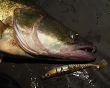 Berkley Gumová Nástraha Cullshad Slim Brown Perch (15)
