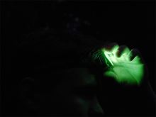 Delphin Čelovka Lumis (9)