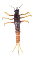 Savage Gear Gumová nástraha 3D TPE Mayfly Nymph Brown - 5 cm 2,5 g