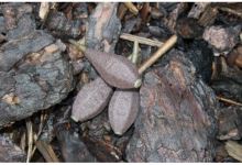 Zfish Zátěž Horizon In-Line Lead BN (1)