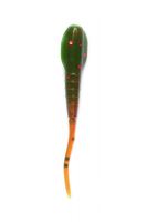 LUCKY JOHN Troutino Cola-Délka 4,3 cm 12 ks