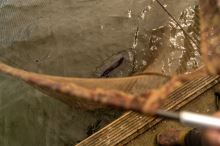 One More Cast Podběrák Black Pearl Landing Net 42" 2-Díl (7)