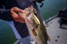 Berkley Wobler Choppo Floating Black Chrome (6)