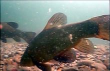 Vexilar Podvodná kamera WiFi (2)