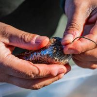 One More Cast PVA Sáček Fade Solid PVA Bags 25 ks (20)