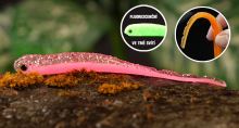 Redbass Smáček Big Snake Pink G UV COLOR (1)