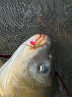 Benzar Mix Vyvážená Nástraha Concourse Bullet Wafter 5 mm (4)