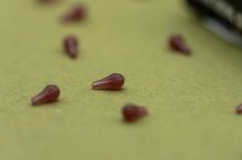 One More Cast Zarážky Dazzlers Worm Brown Distance Hook Bead 30 ks - S (3)