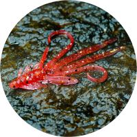 RedBass Gumová Nástraha Nymfa Red G - S 53 mm